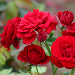 Розы из Узбекистана, Продажа саженцев роз из Узбекистана, Экспорт роз из Узбекистана, Рассада роз из Узбекистана, Купить саженцев роз из Узбекистана