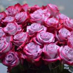 Розы из Узбекистана, Продажа саженцев роз из Узбекистана, Экспорт роз из Узбекистана, Рассада роз из Узбекистана, Купить саженцев роз из Узбекистана