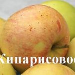 Купить саженцев роз из Узбекистана, Розы из Узбекистана, Продажа саженцев роз из Узбекистана, Экспорт роз из Узбекистана, Рассада роз из Узбекистана